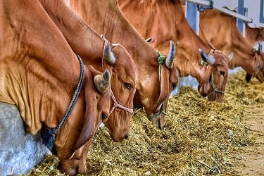 दुग्धशाळा